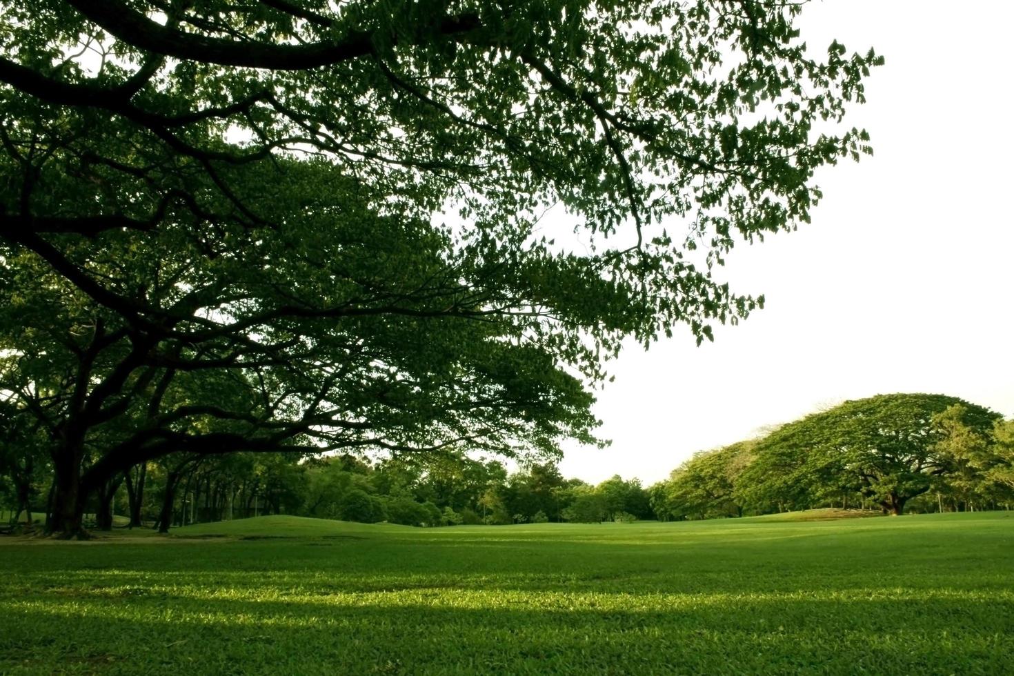 Lush green trees and grass photo
