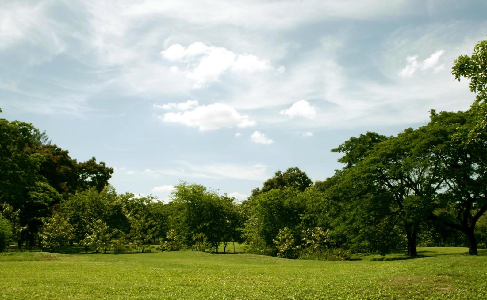 Green grass and trees photo