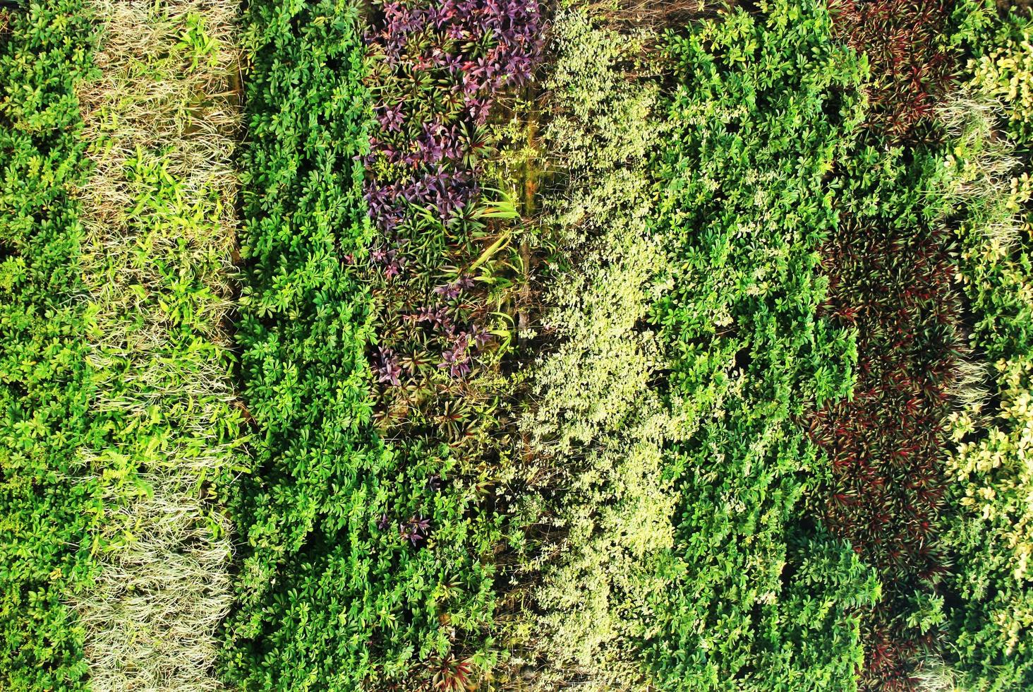 Close-up of vertical garden photo