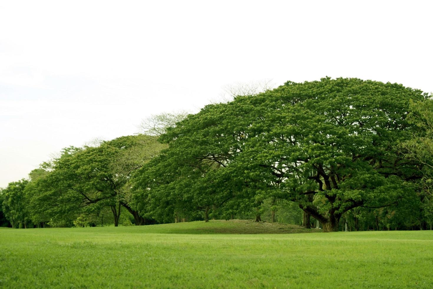 Lush green landscape photo