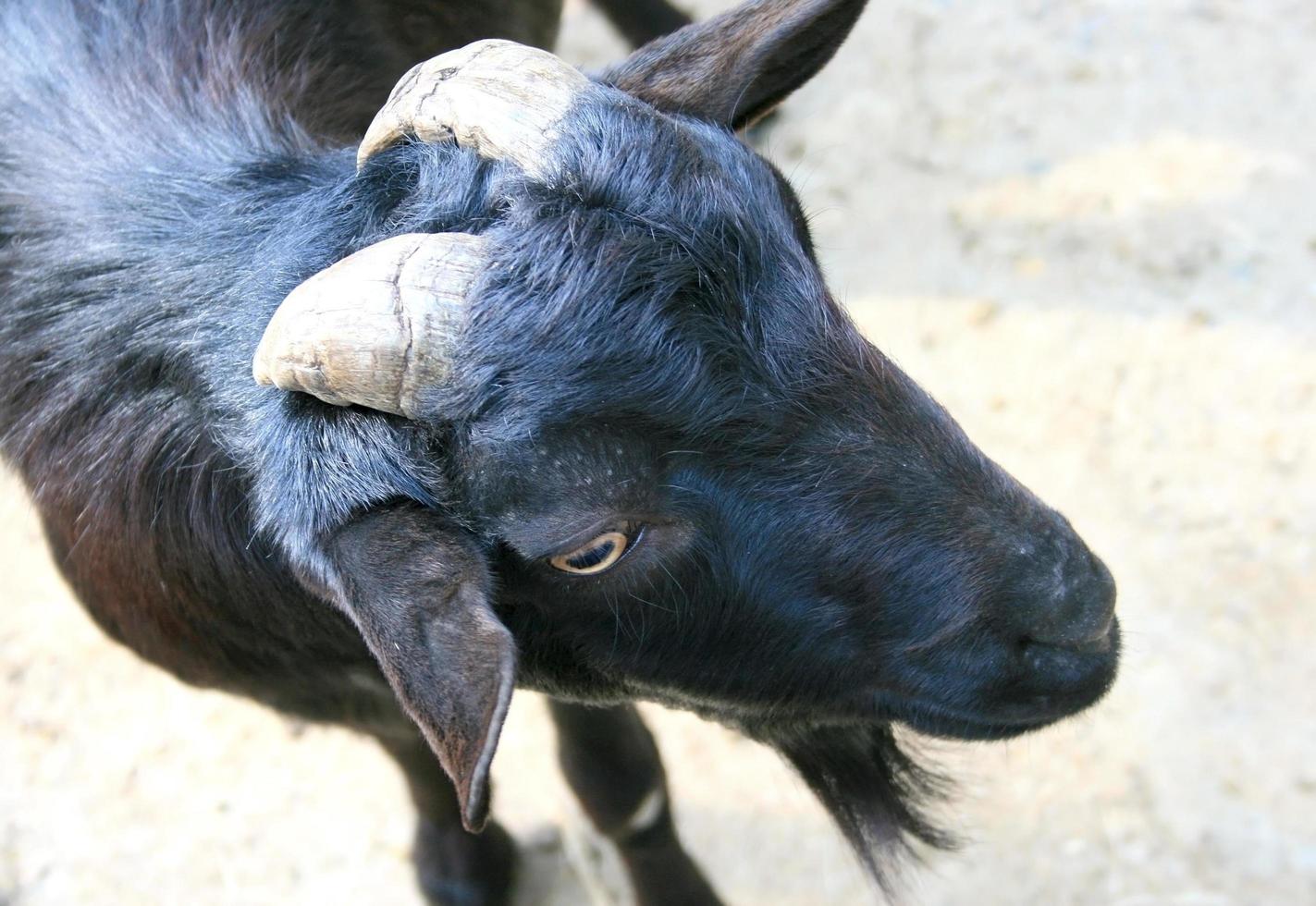 Close-up of a black goat photo
