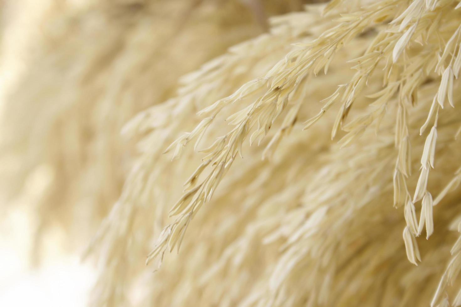 Paddy rice texture photo