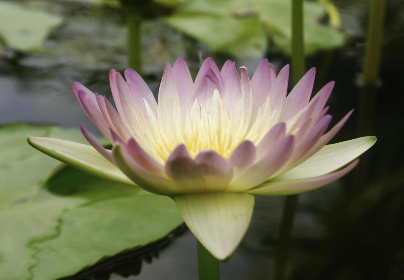 Purple and yellow lotus flower photo