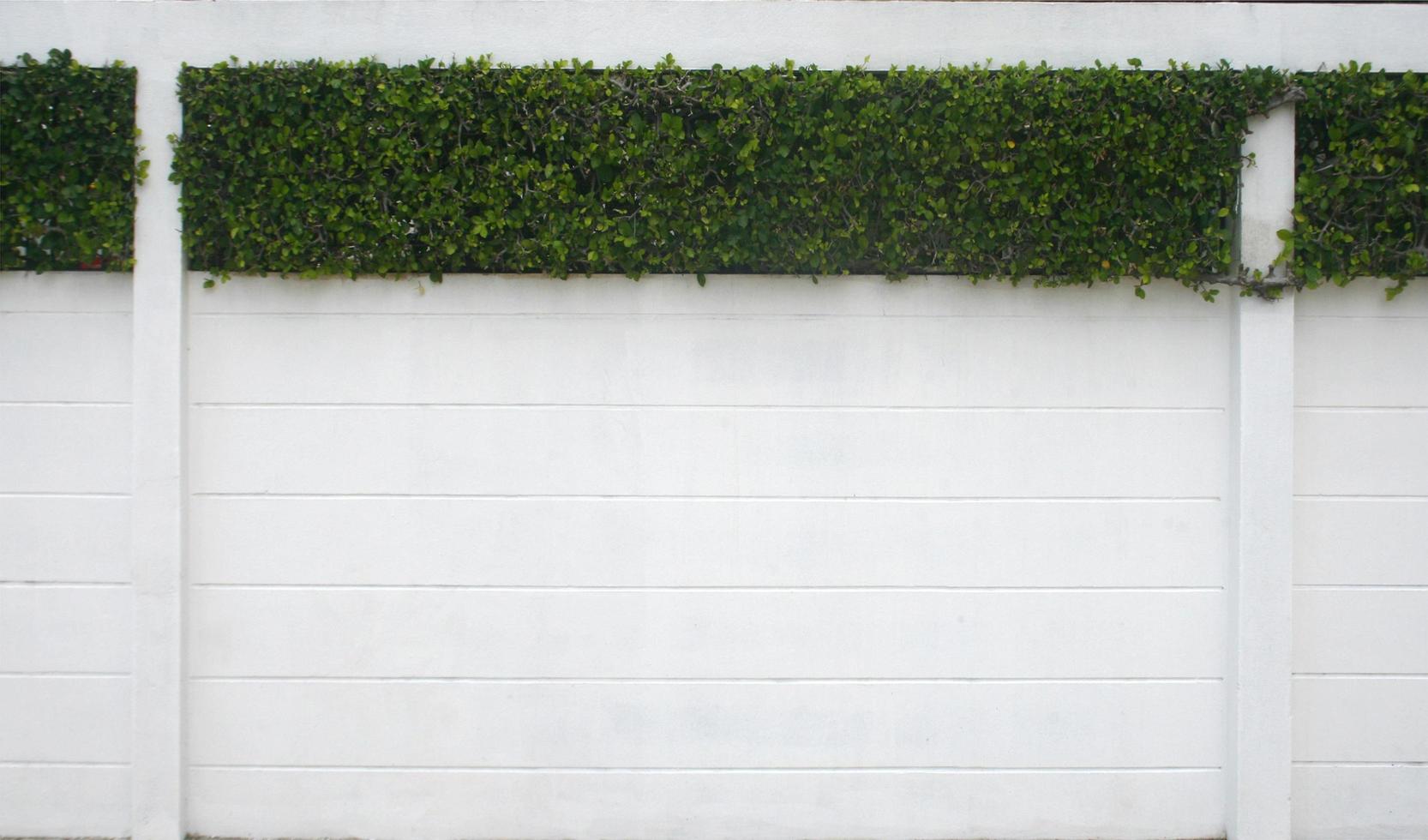 Ivy hedge on wall photo