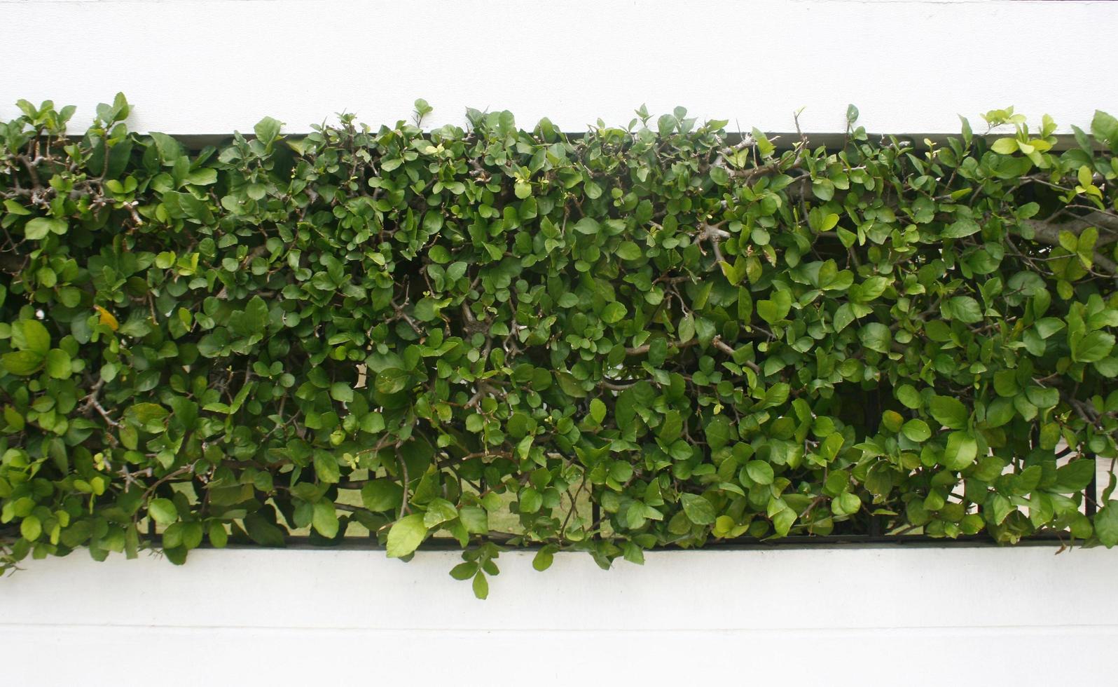 Green hedge on white photo