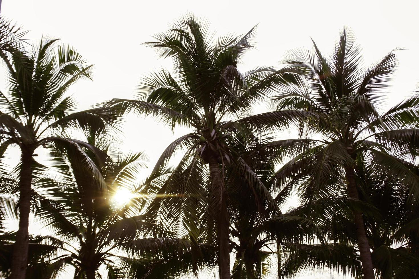 Palm trees in sunlight photo