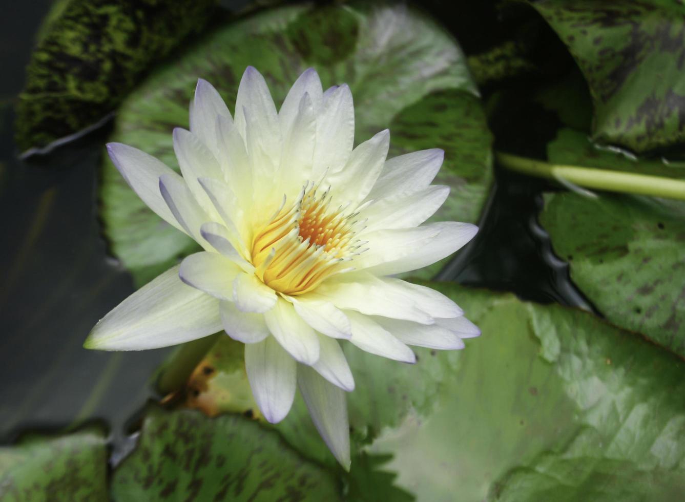 loto blanco y amarillo foto