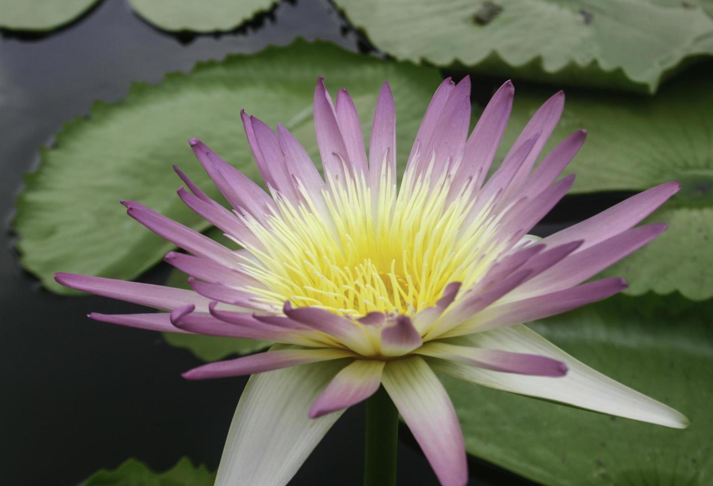Purple and yellow lotus photo