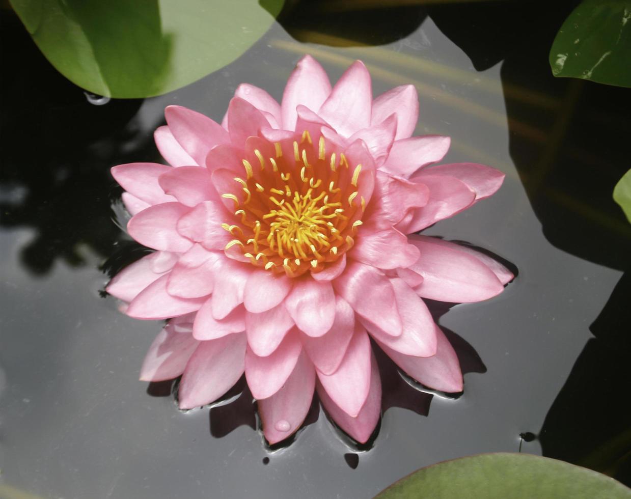 Pink waterlily flower photo