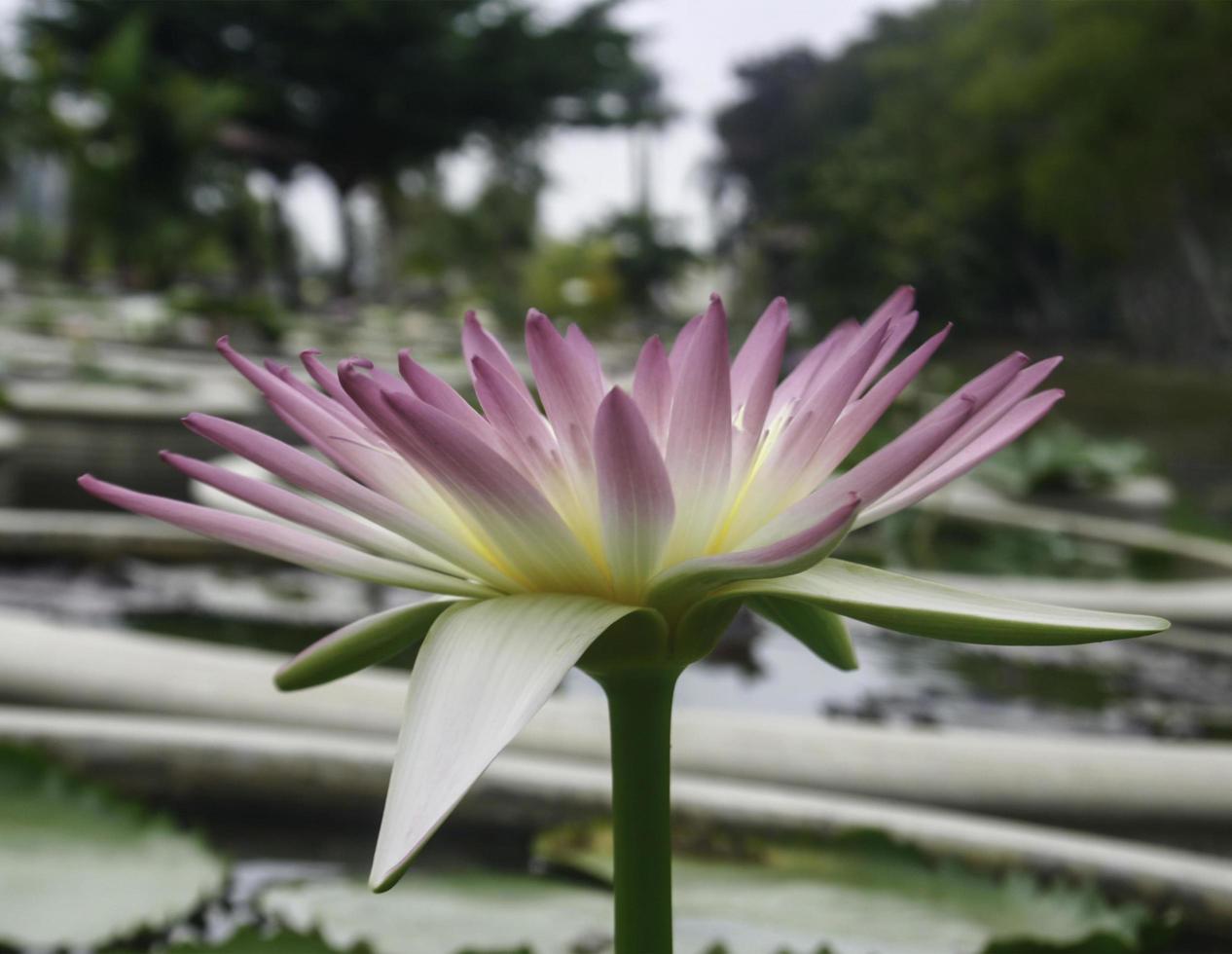 Purple waterlily flower photo