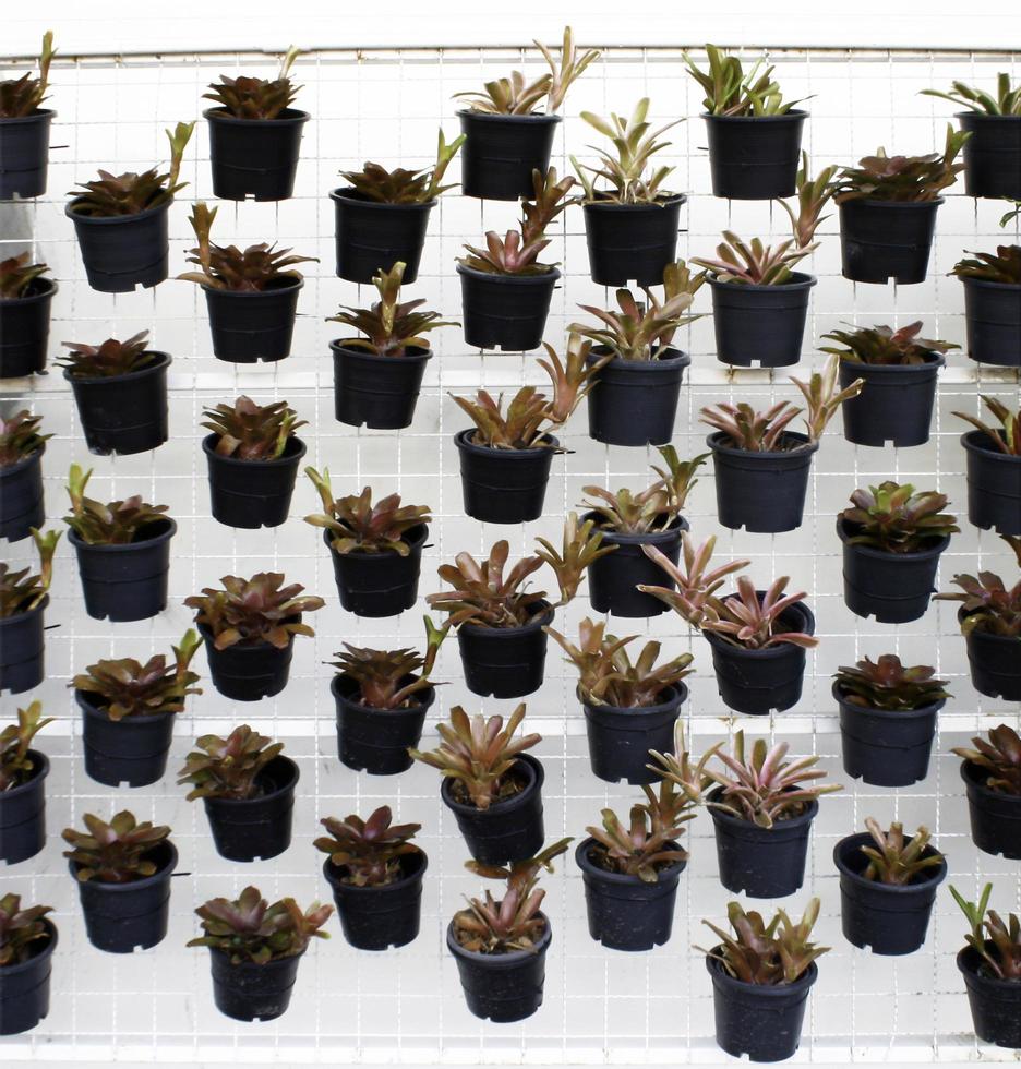 Starter plants in pots photo