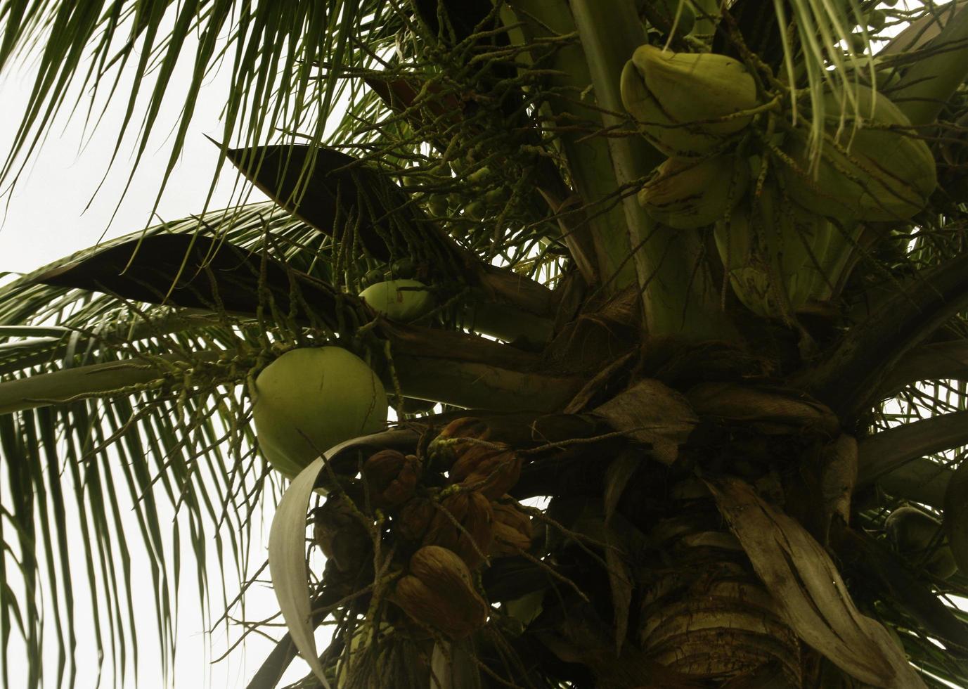 Green coconut tree photo