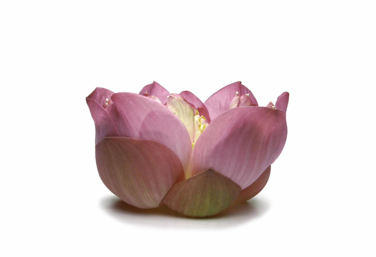 flor de loto aislada foto