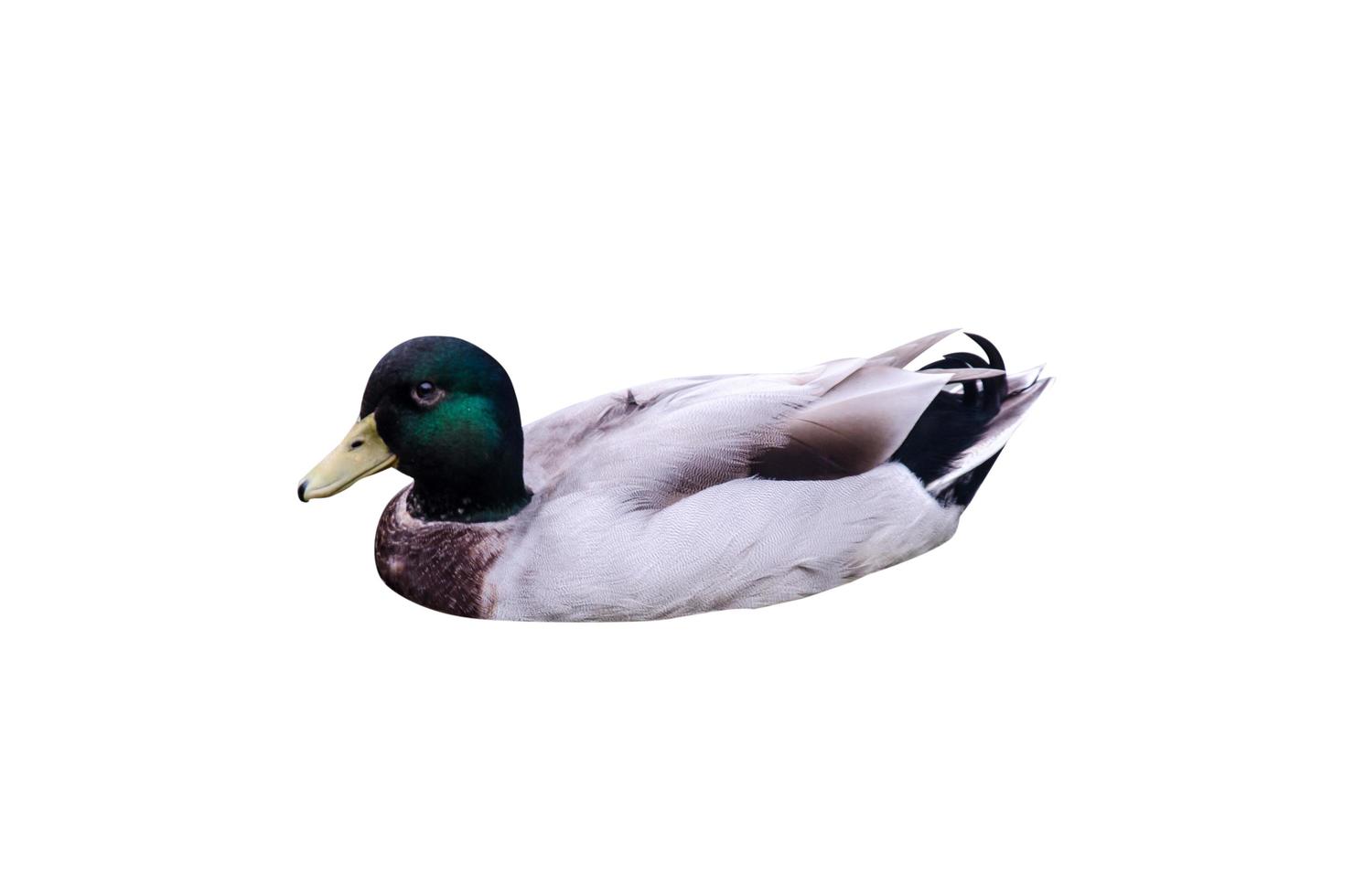 Duck on white background photo