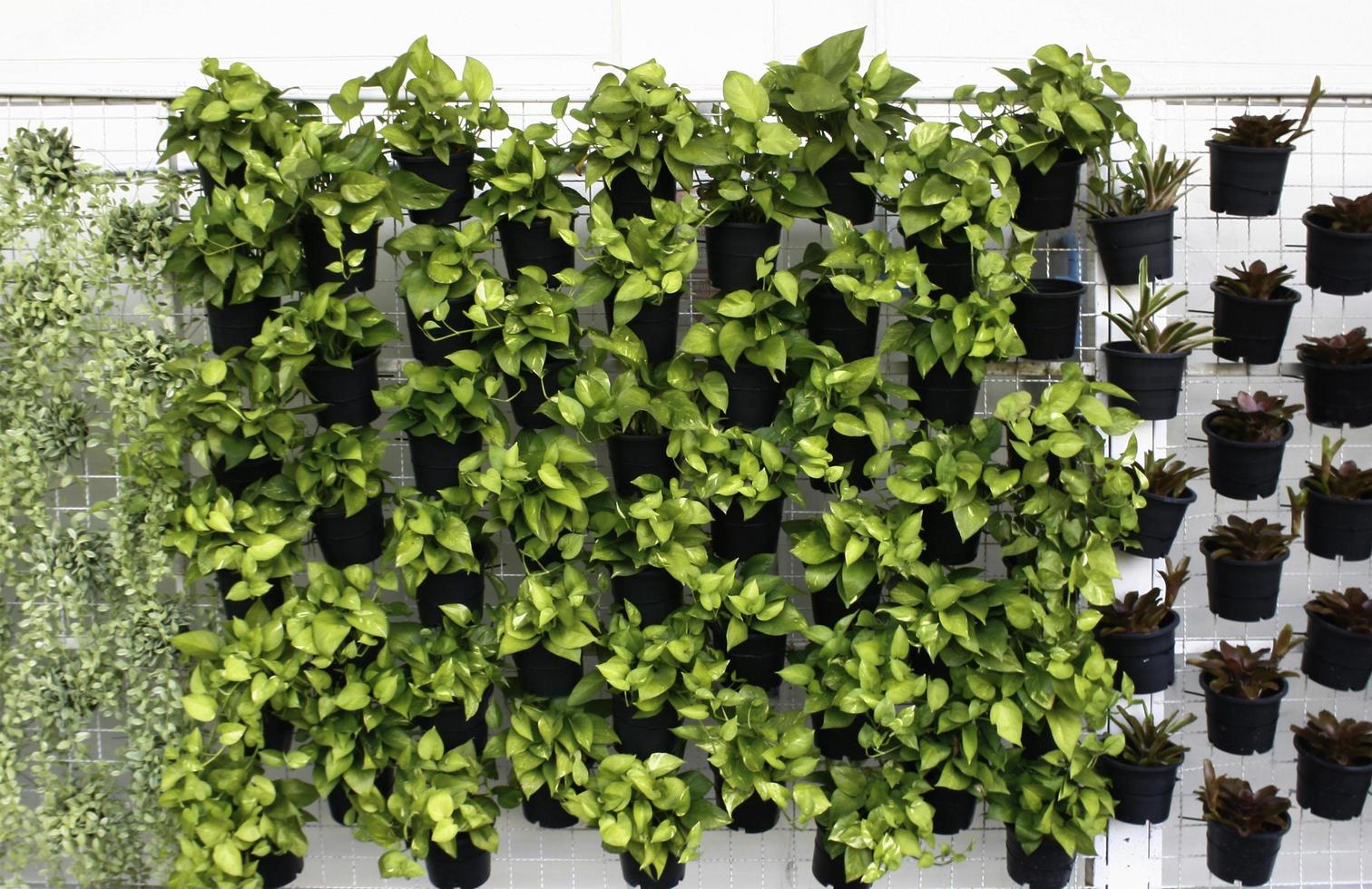 Vertical planters on wall photo