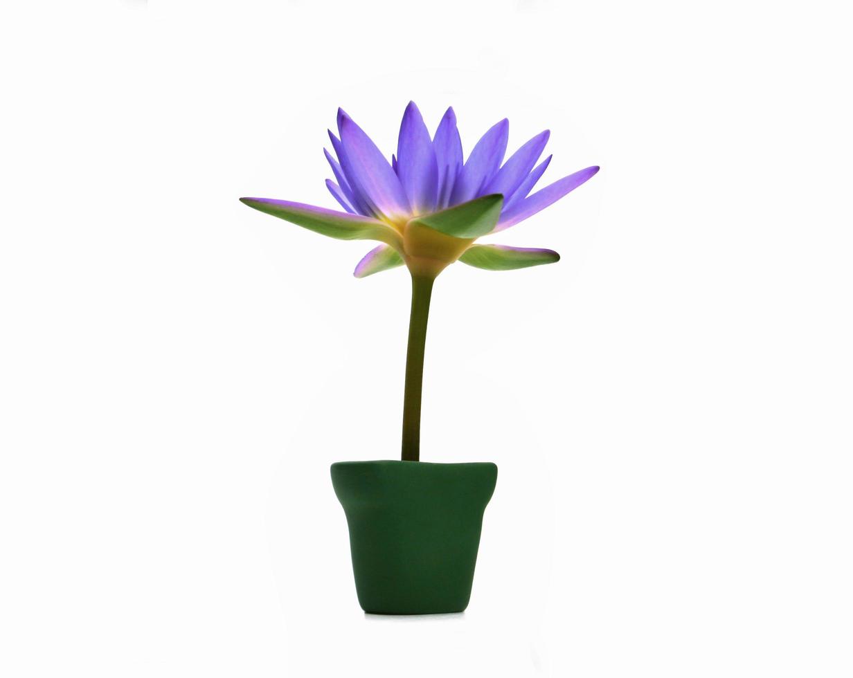 Potted lotus flower photo