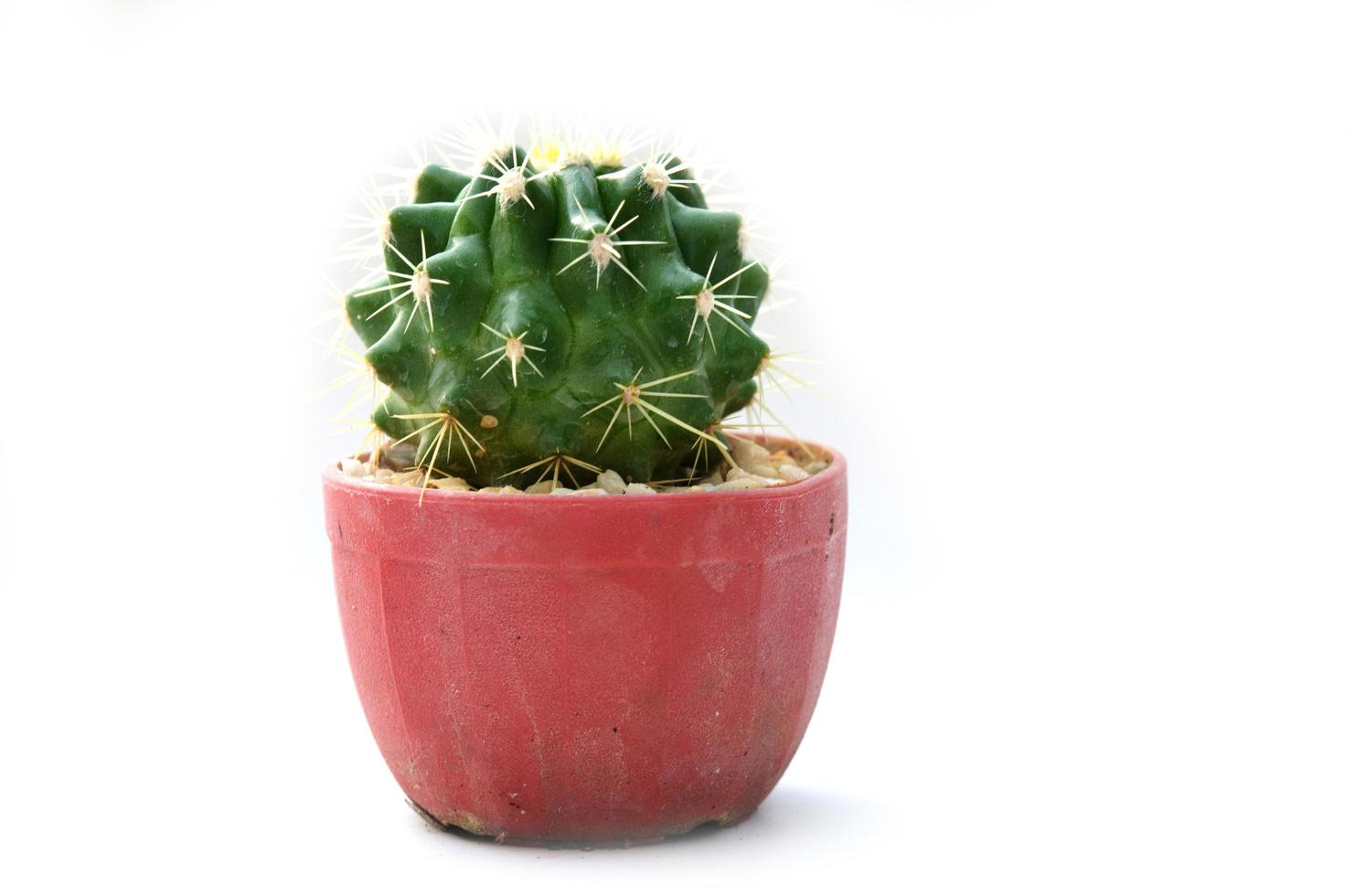 Cactus on white background photo