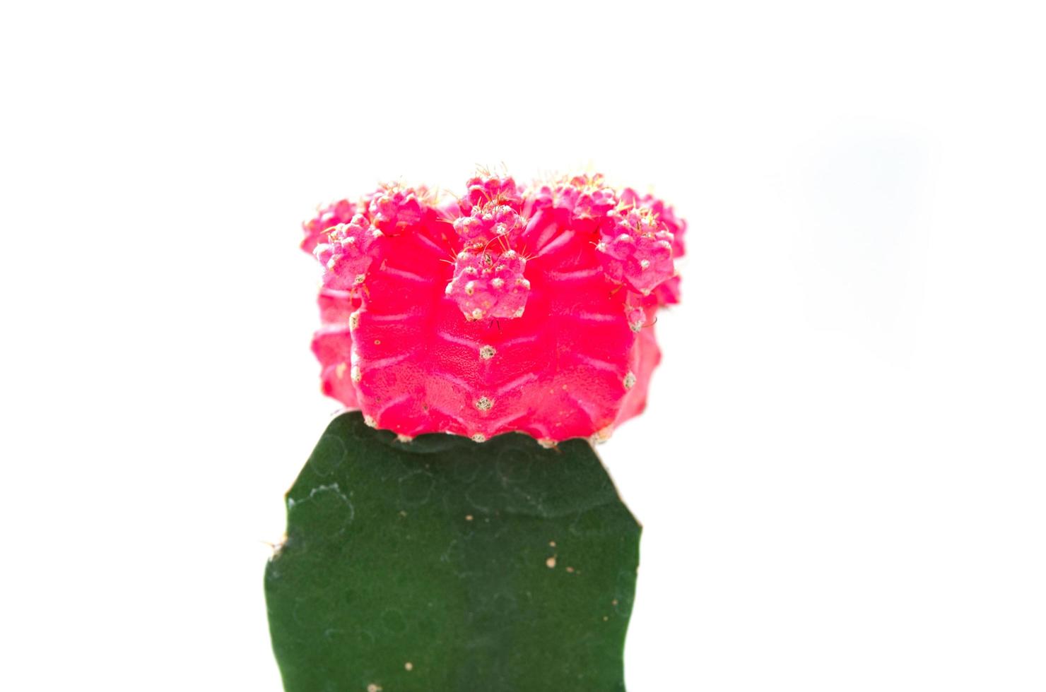 Cactus flower on white background photo