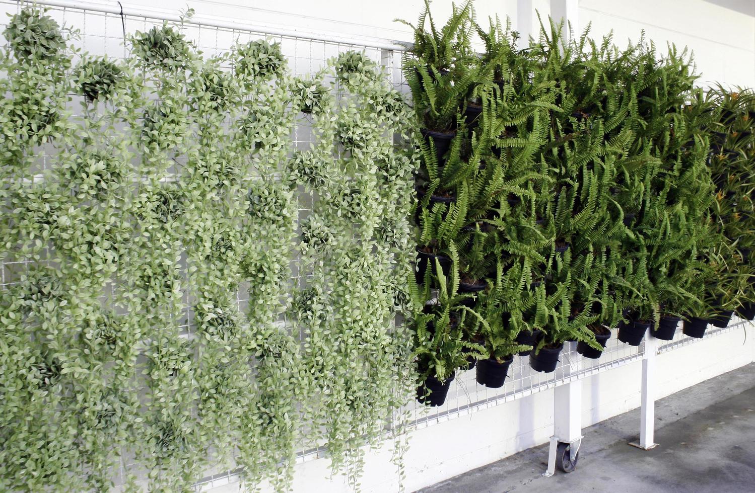 Green potted plants on wall photo
