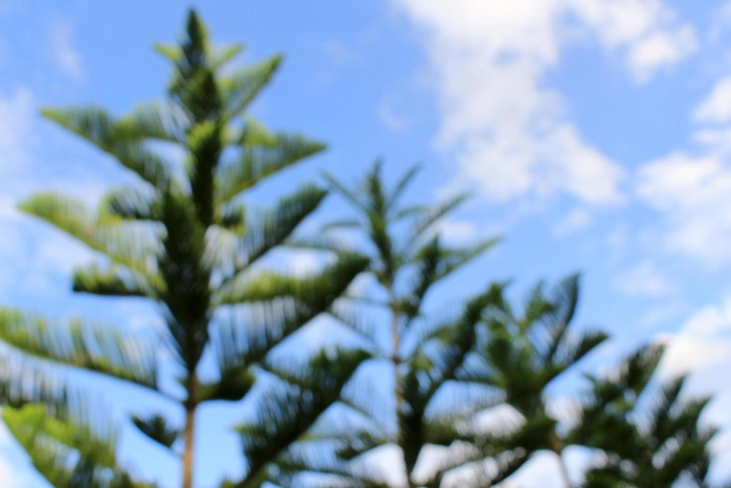 Blurry pine forest photo