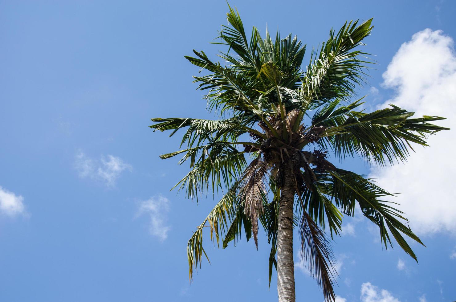 palmera bajo el cielo azul foto