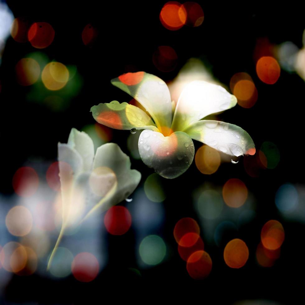 flores y bokeh foto