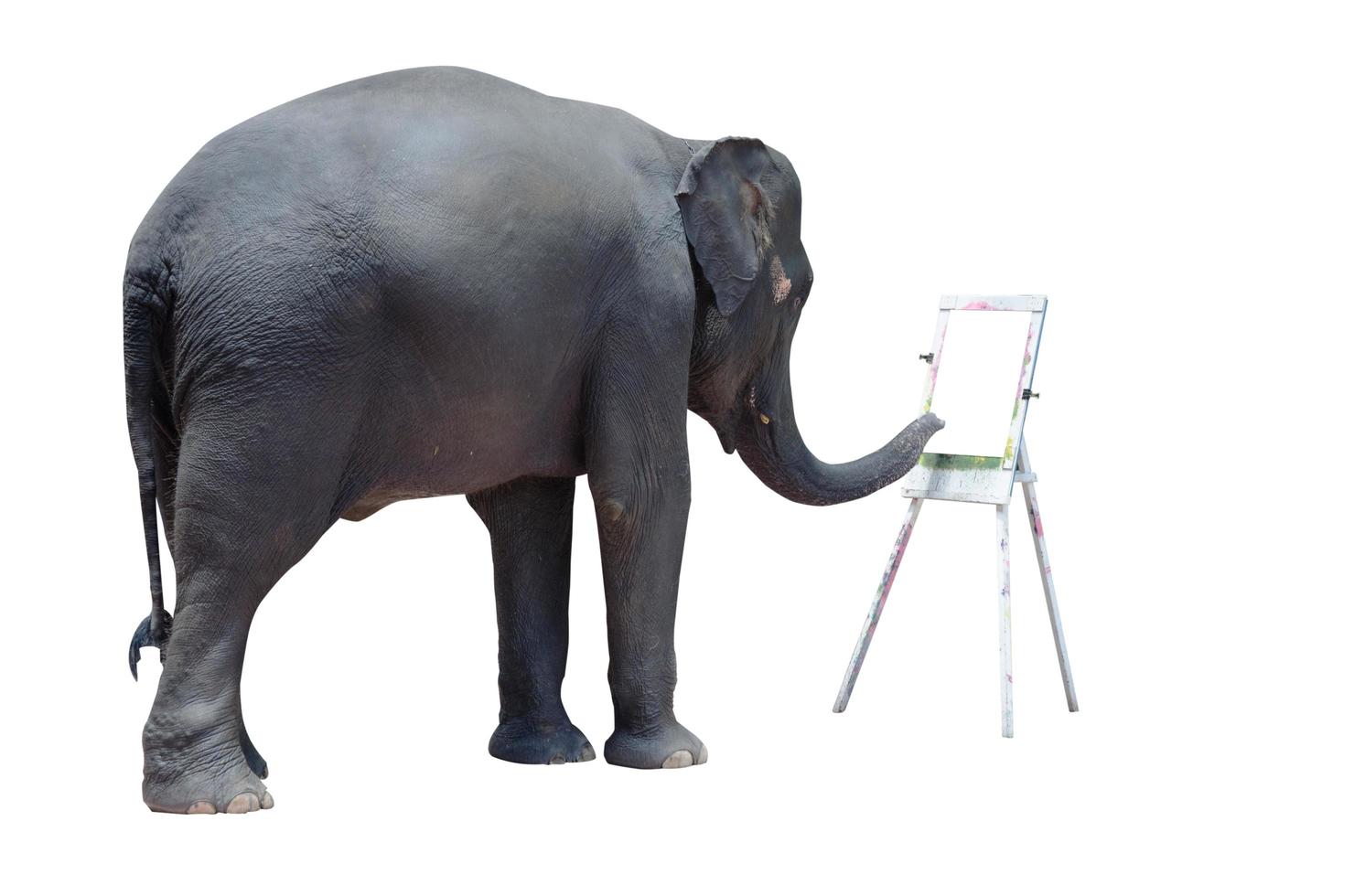 Elephant coloring show photo