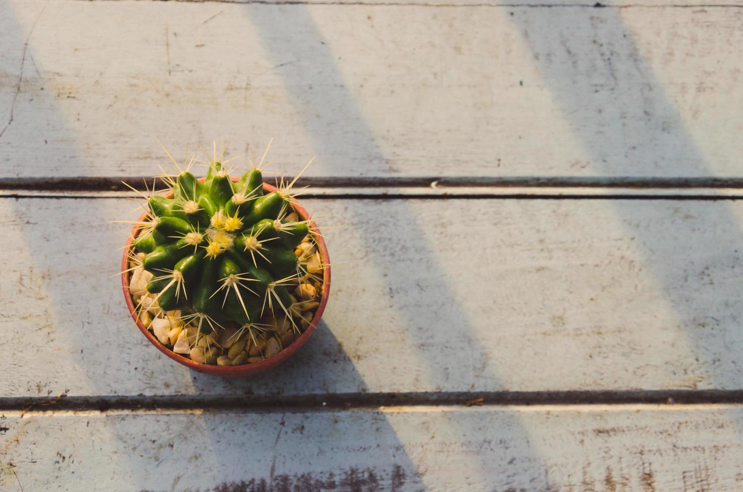 Cactus view from above photo