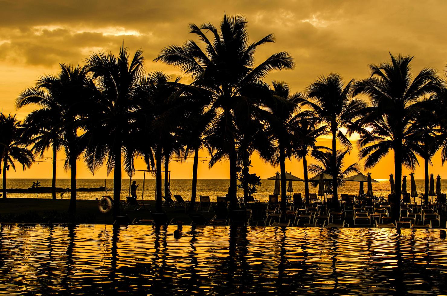 Palm trees silhouettes photo