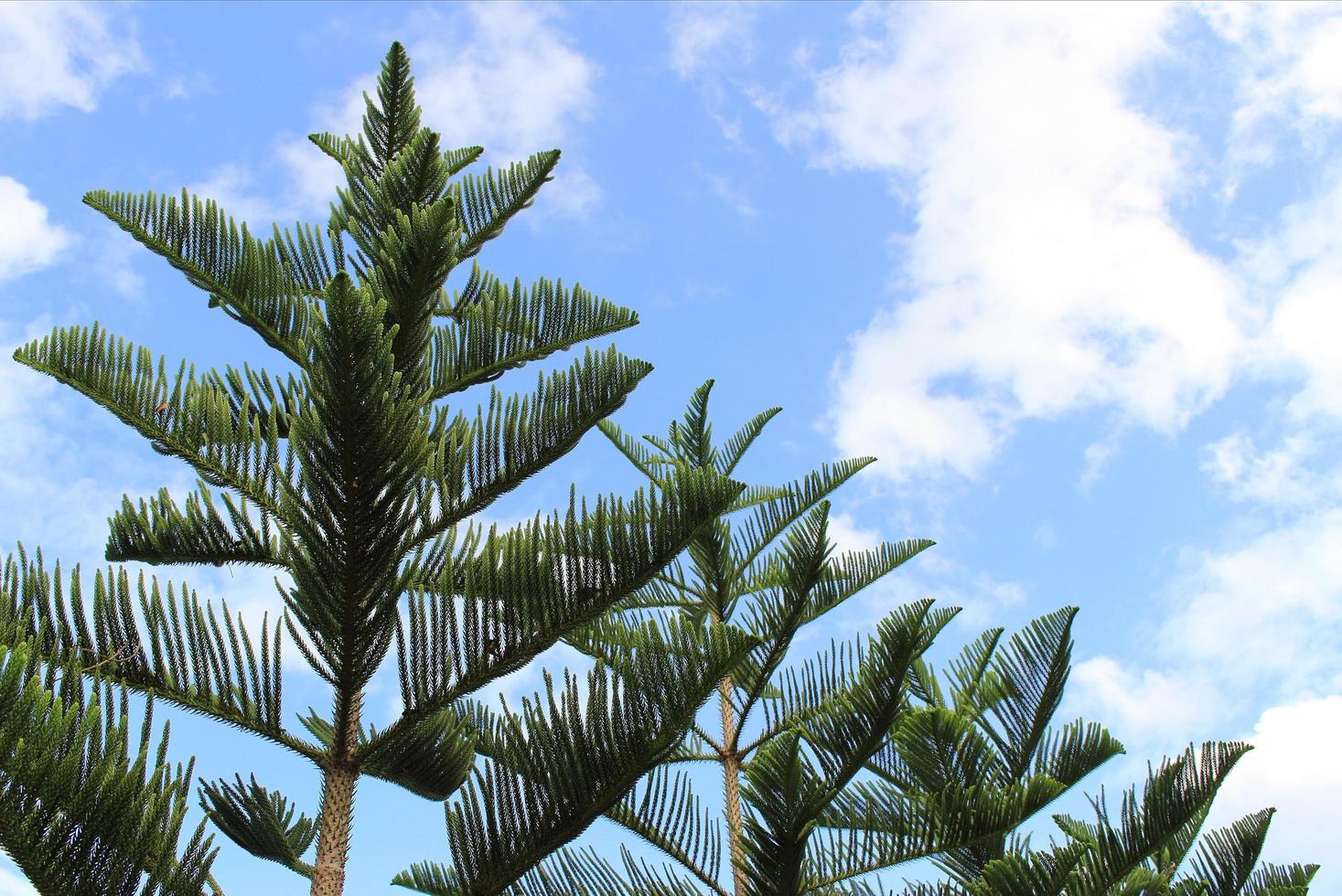 pinos contra el cielo azul foto