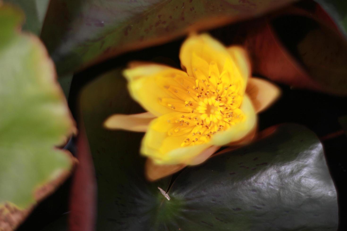 Yellow waterlily in pond photo