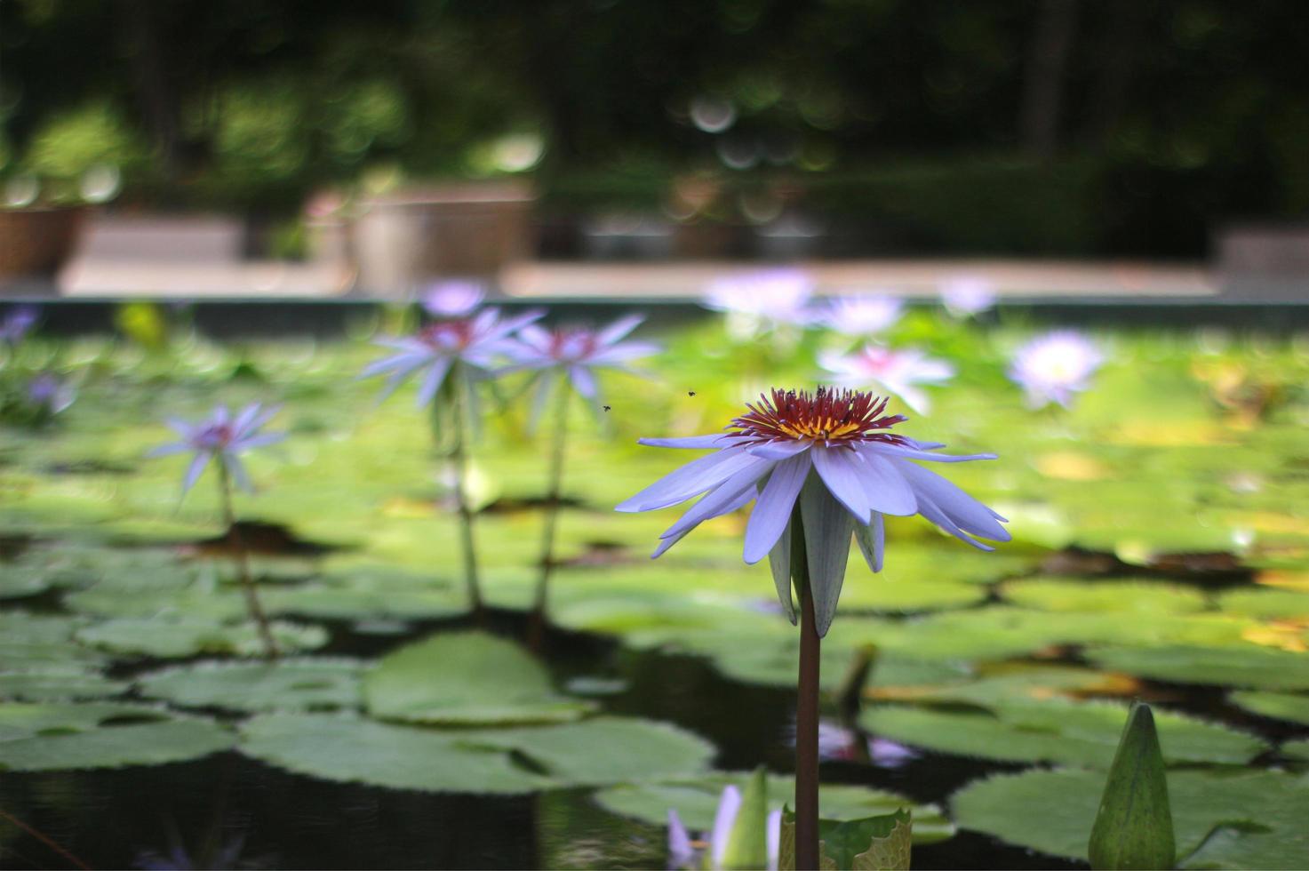 Purple lotus flowers in pond photo