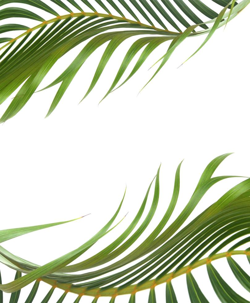 Green leaves with copy space on white background photo