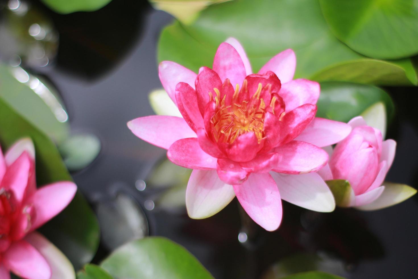 Pink lotus flowers photo