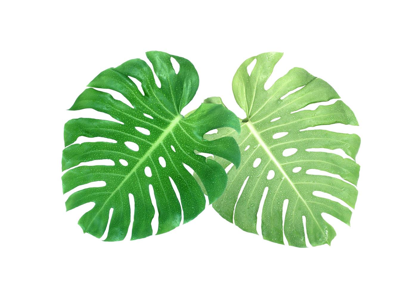 Two monstera leaves photo