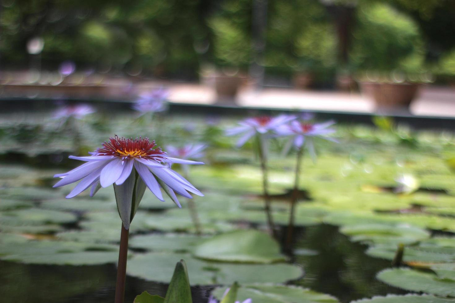 Purple lotus flowers photo