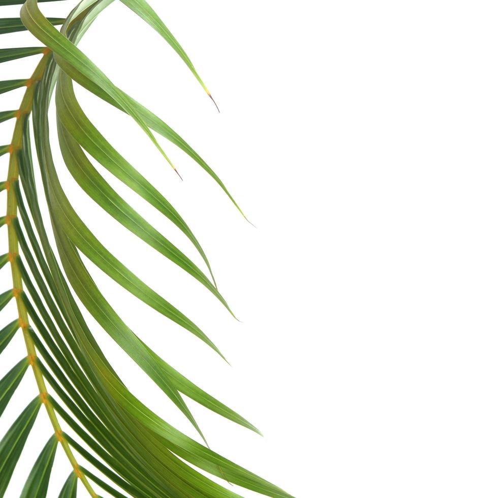 Curved tropical leaf isolated photo