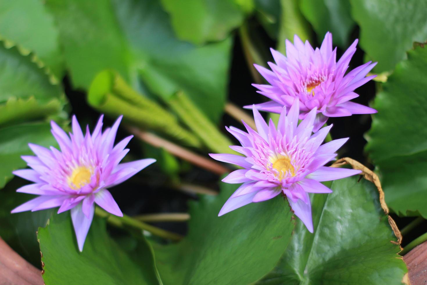 Three purple waterlilies photo