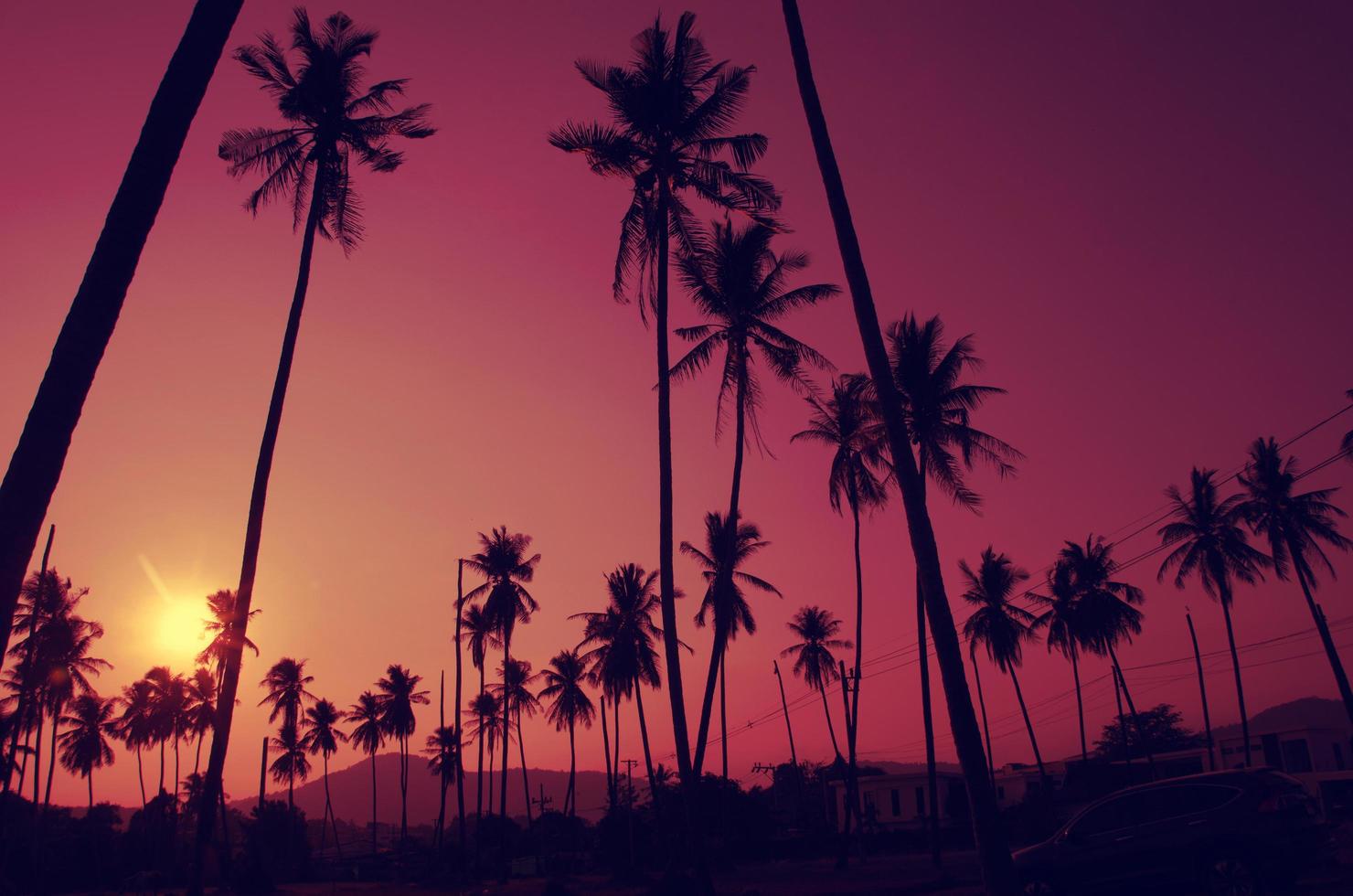 Coconut trees with purple skies photo