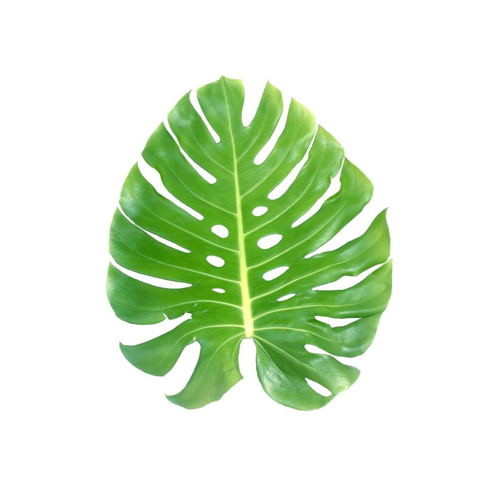 Monstera leaf isolated photo