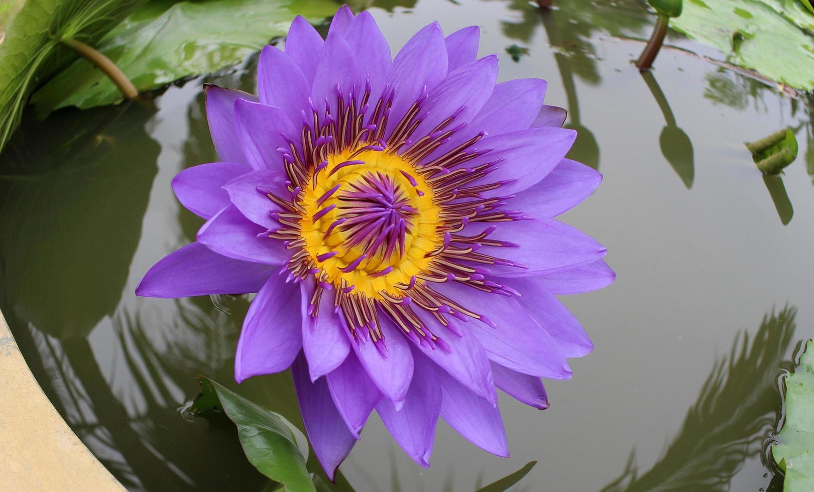 Fisheye of lily pond photo