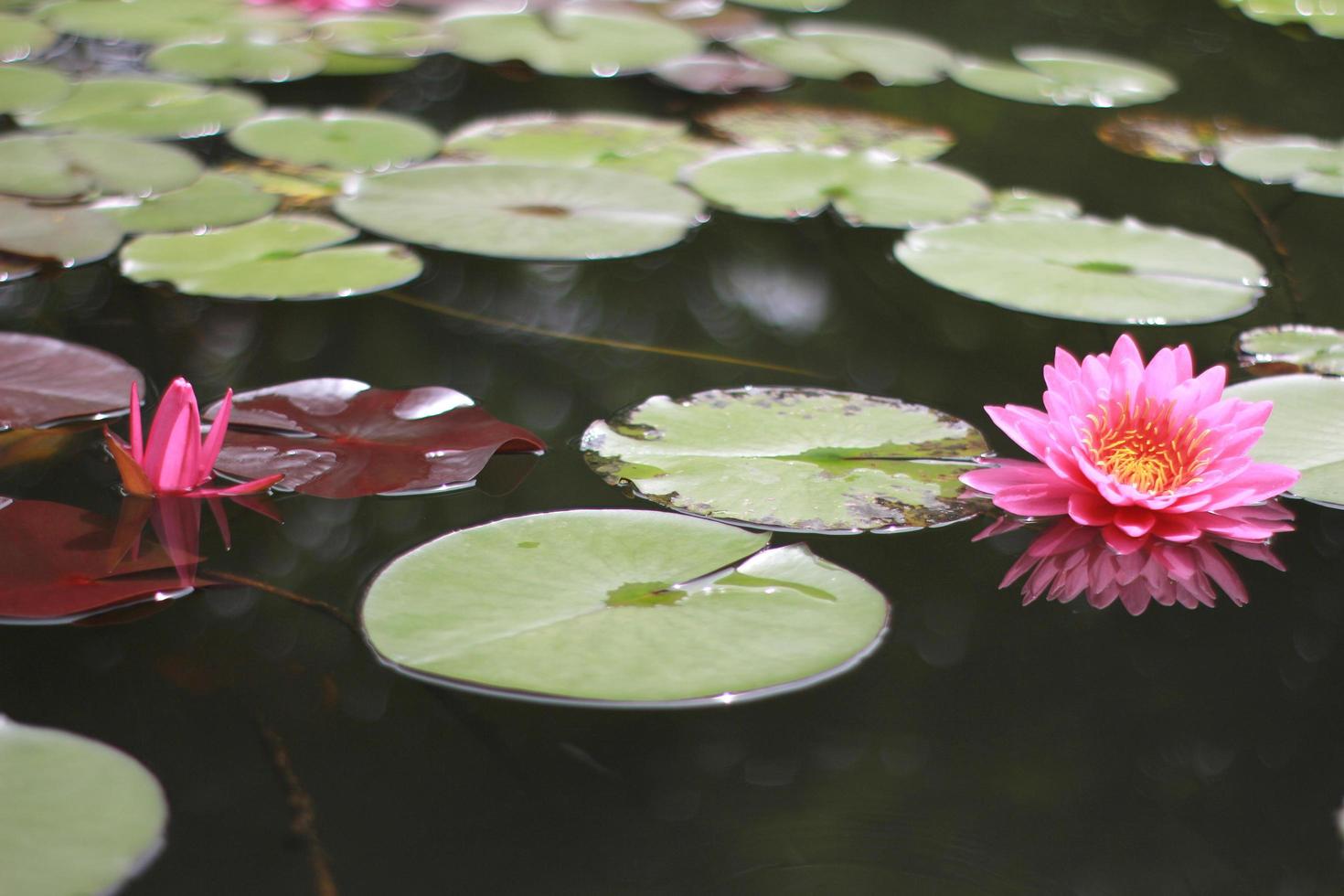 hermosas flores de nenúfar en el estanque foto