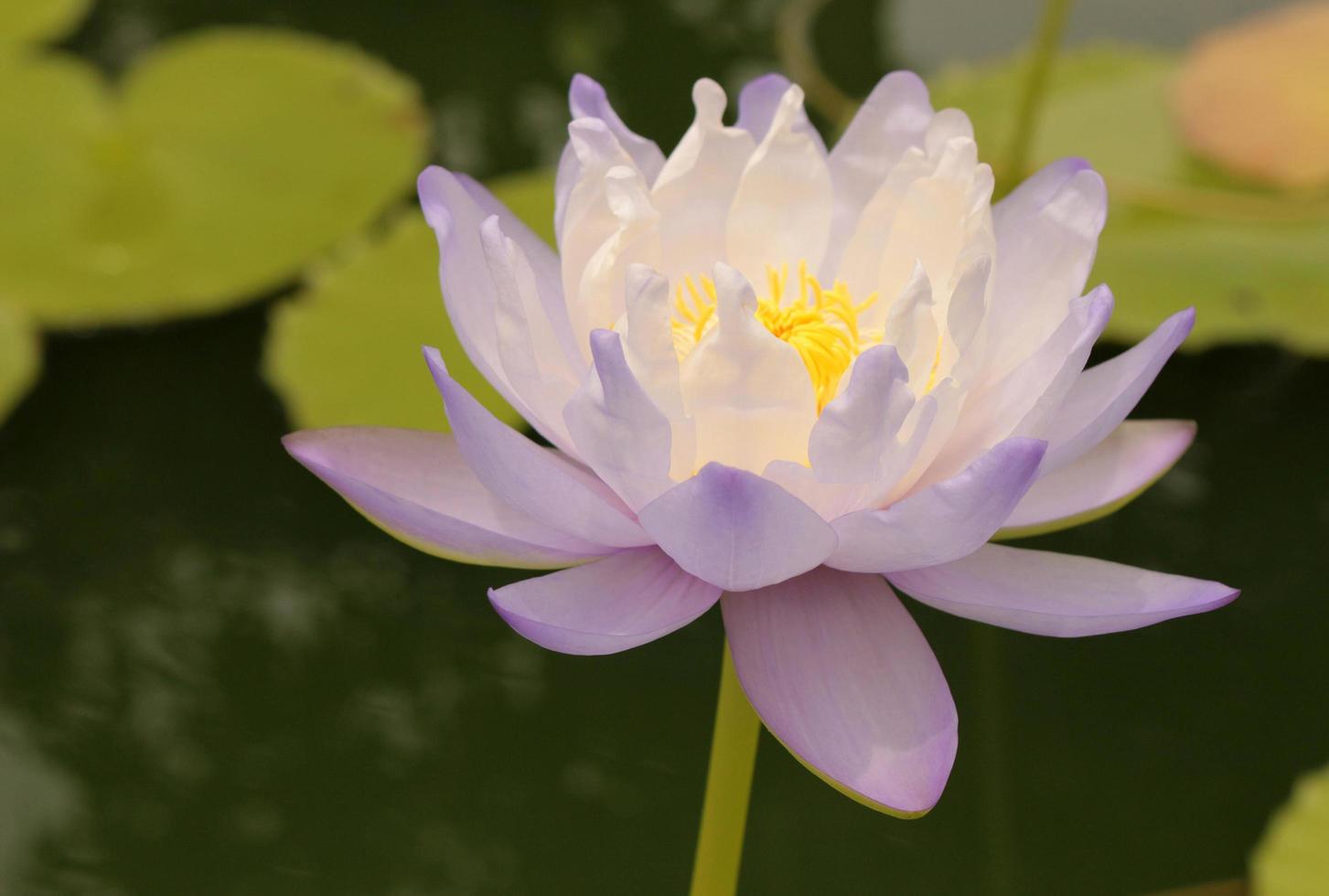 flor morada y amarilla foto