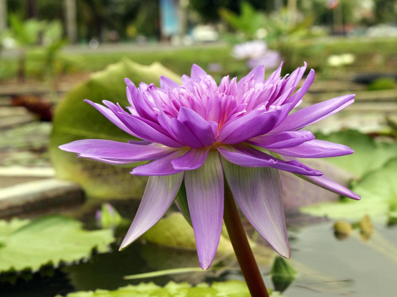 Purple waterlily in pond photo