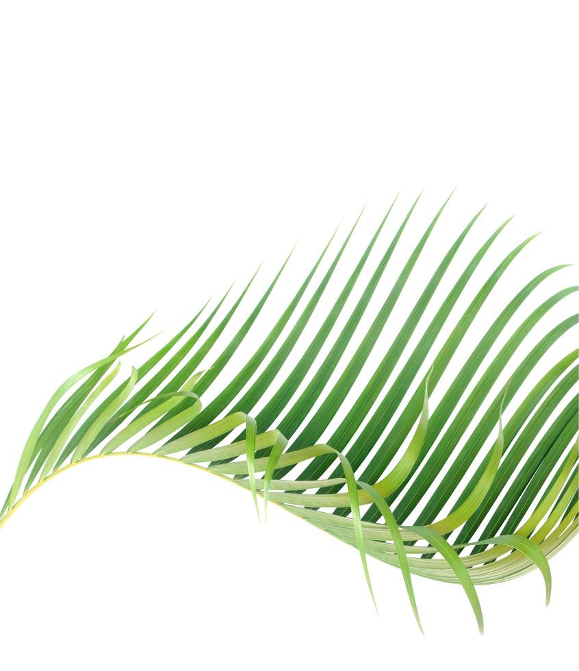 Isolated curved palm leaf photo