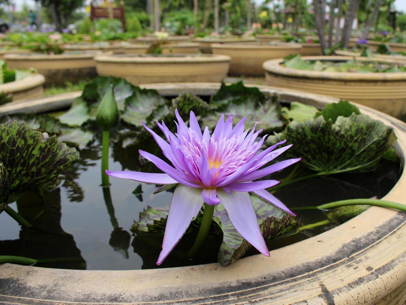 Beautiful waterlilies in large containers 1960647 Stock Photo at Vecteezy