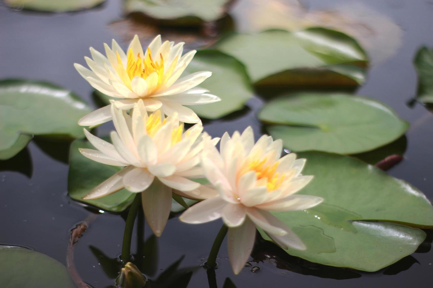 tres flores de loto foto