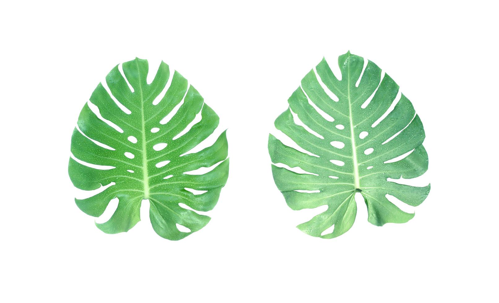 Two green monstera leaves photo