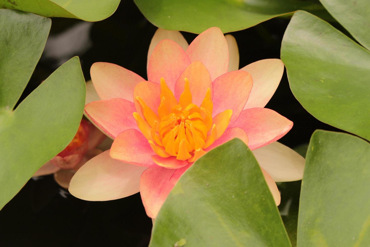 nenúfar rosa y amarillo en el estanque foto