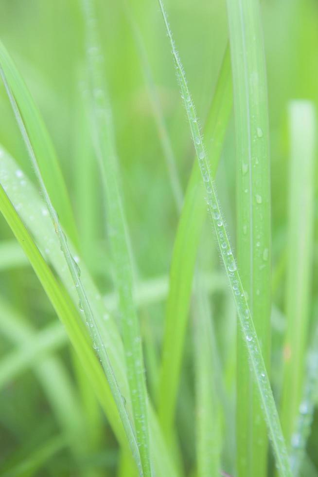 Dew drops on the grass photo
